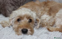 Cockapoo dogs for sale: Beautiful, Rare Cockapoo Puppies – Ready 17th Nov - Image 3