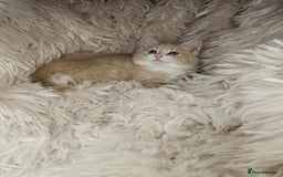 Mixed Breed cats for sale: 2 very big beautiful fluffy kittens - Image 6