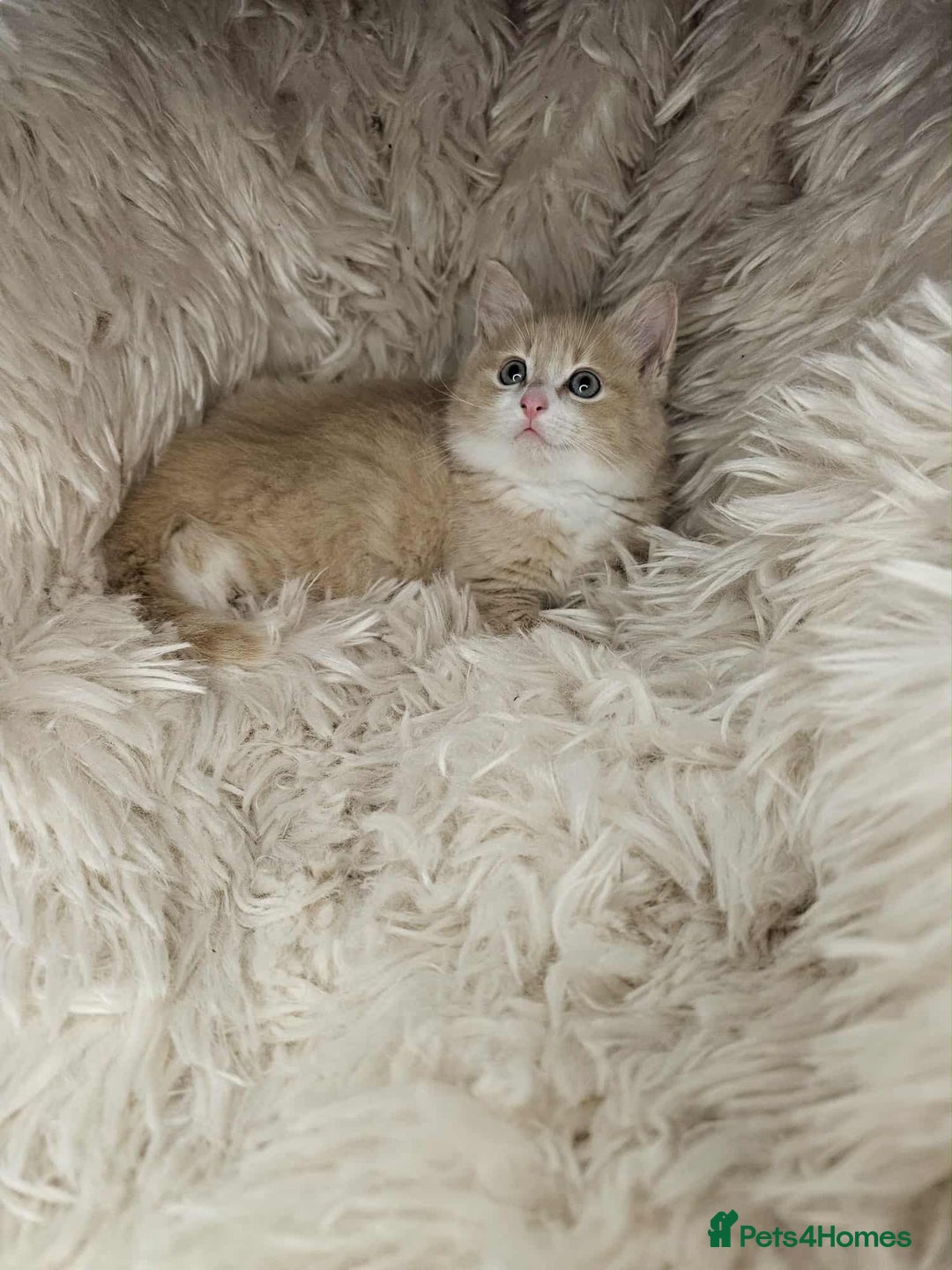 Mixed Breed cats for sale: 2 very big beautiful fluffy kittens - Image 6