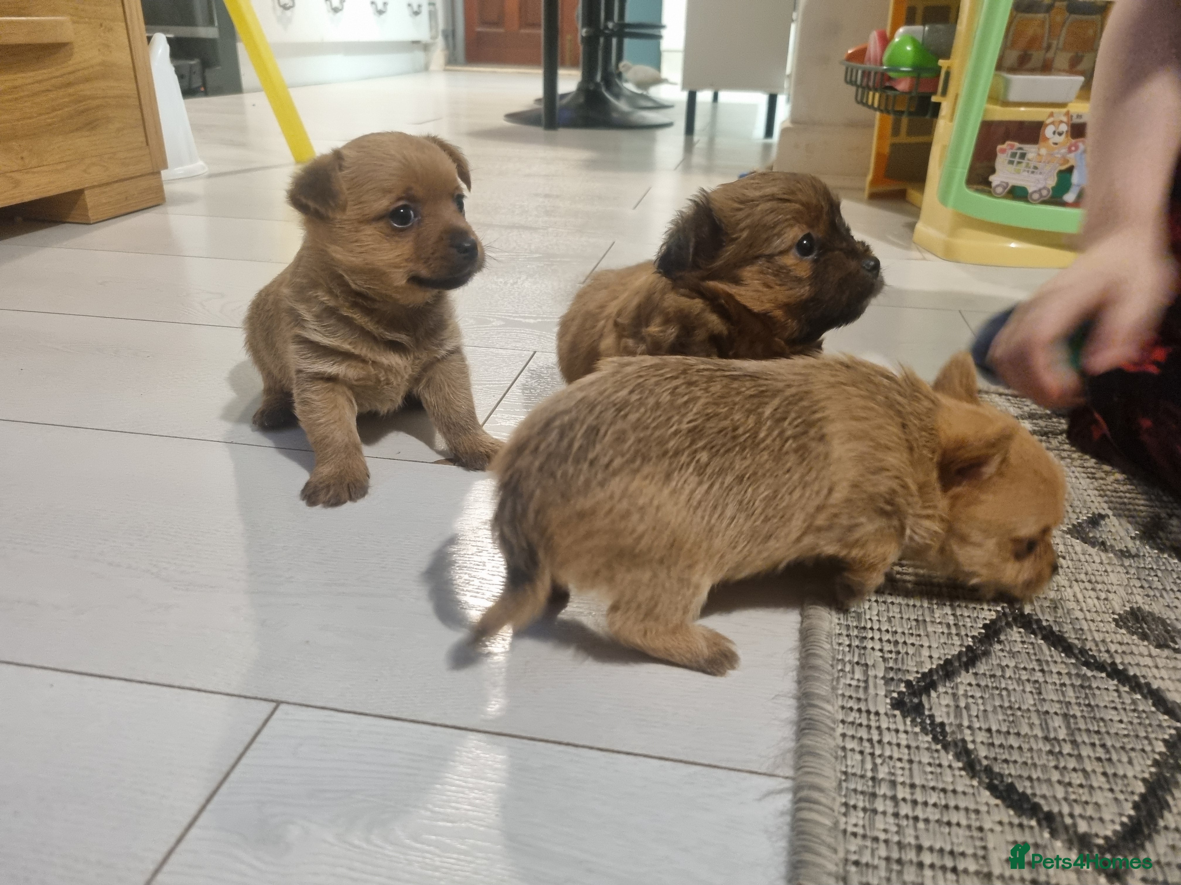 Mixed Breed dogs 3 Mixed breed puppies  - Advert 6