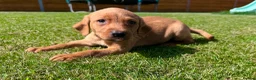 Labrador Retriever dogs for sale: Fox Red KC Registered Labradors 🐾🐾🐾 - Advert 3