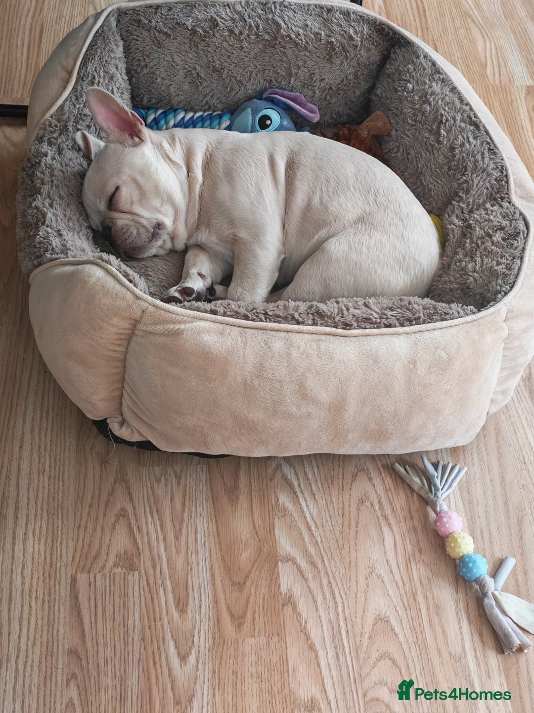 French Bulldog dogs for sale: 13 week old KC registered French bulldog - Advert 6