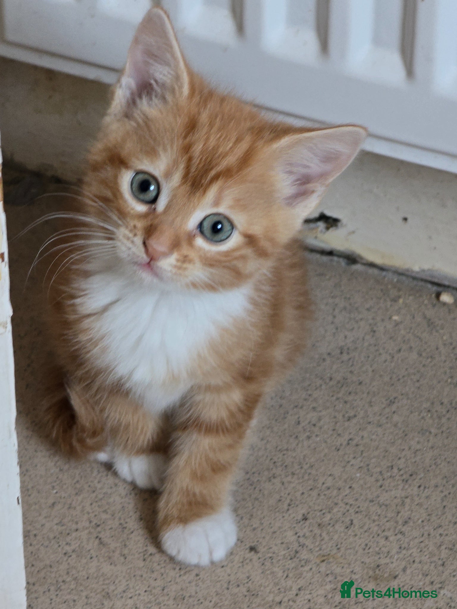 British Shorthair cats Female kittens Ready for Homes  - Advert 3