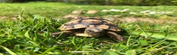 Tortoise reptiles for sale: Baby Spur Thigh Tortoises  - Advert 2