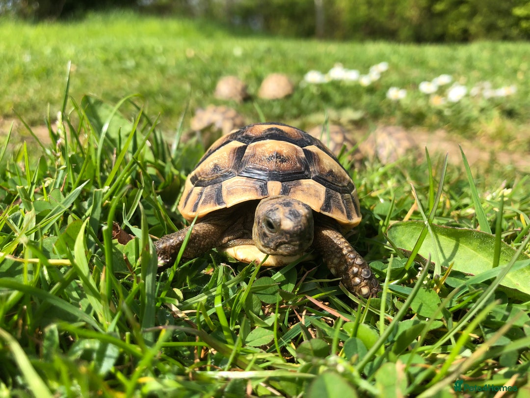 Tortoise reptiles for sale: Baby Spur Thigh Tortoises  - Advert 2