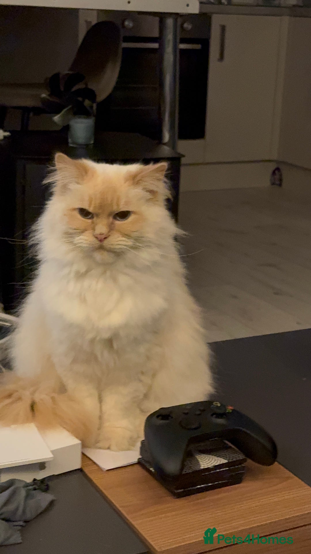Ragdoll cats for sale: female ragdoll adult - Image 3