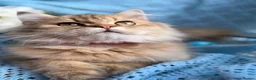 British Longhair cats for sale: British Longhair adorable golden kitten TICA - Advert 5
