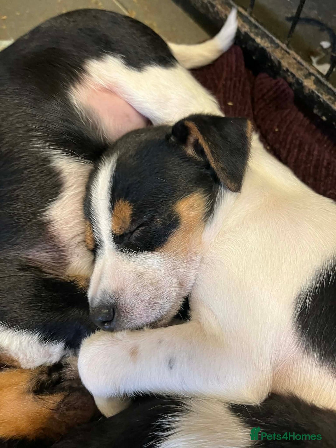 Jack Russell dogs for sale: Gorgeous Jack Russell puppies  - Advert 1