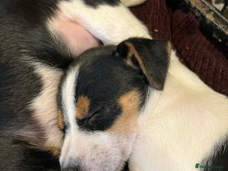 Jack Russell dogs Gorgeous Jack Russell puppies - Advert 1