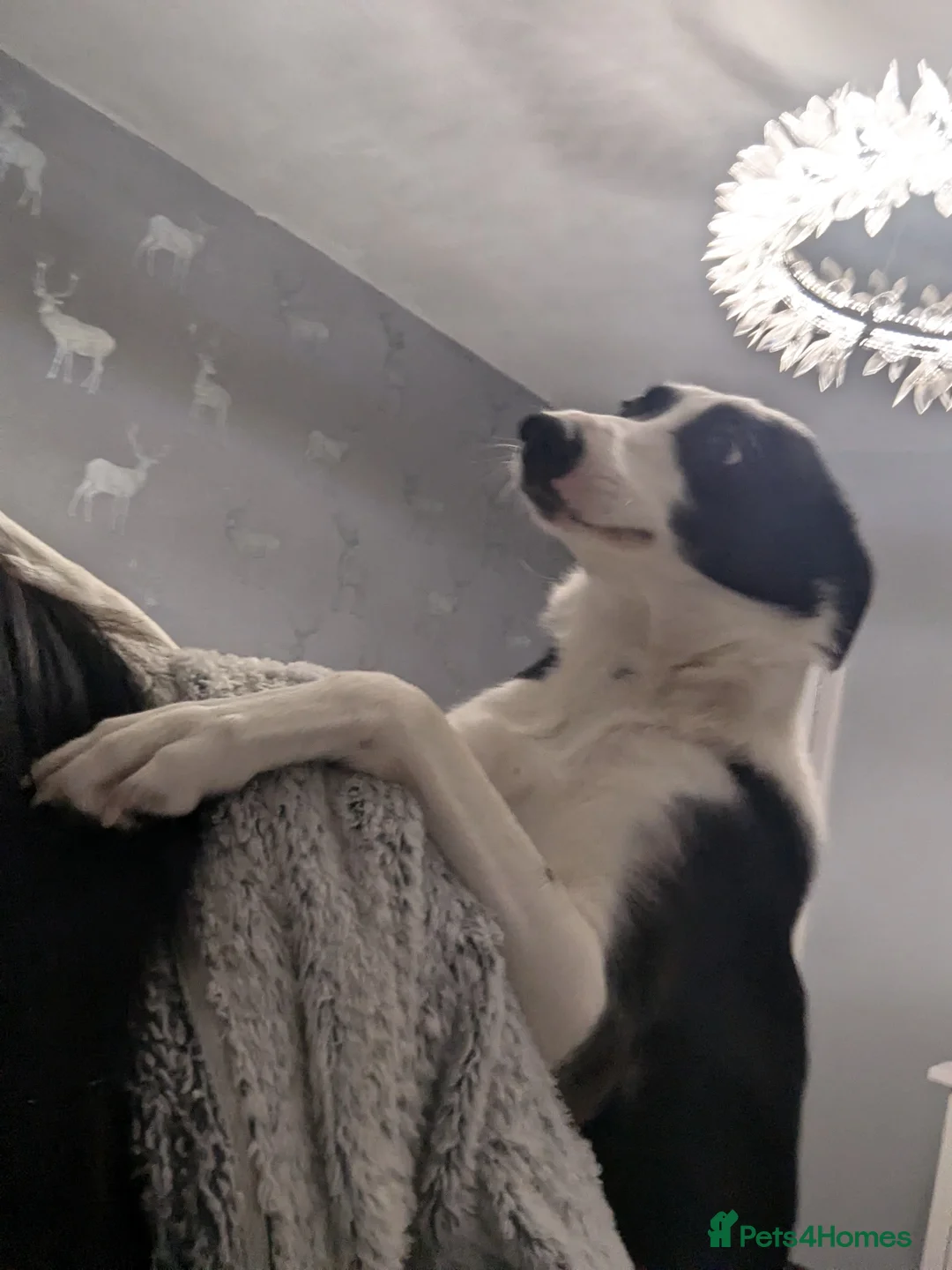 Border Collie dogs for sale: Female 1 year old Border Collie for a new home in Castleford - Advert 2