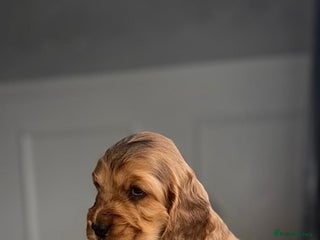Cocker Spaniel dogs Last Two beautiful show cocker spaniel puppys 🐶🐾 - Advert 15