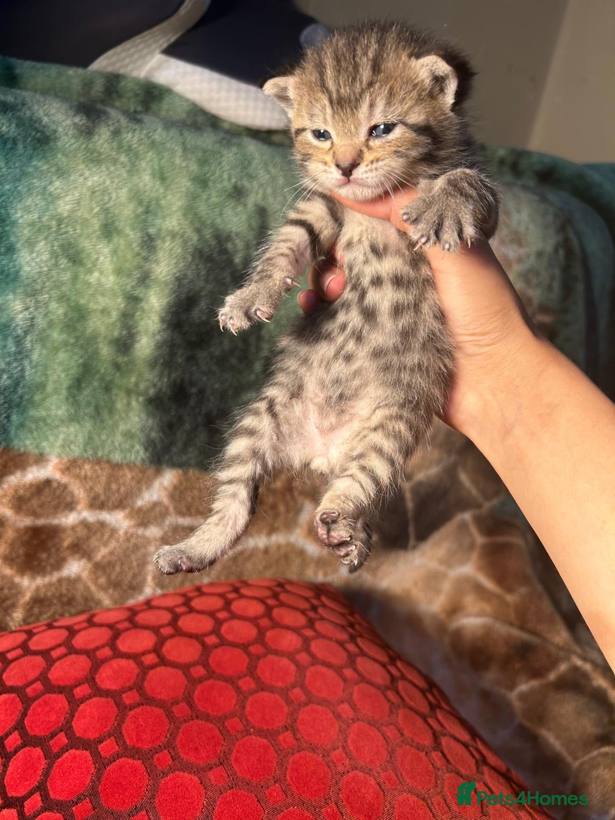Mixed Breed cats Stunning kittens  - Advert 17