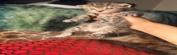 Mixed Breed cats for sale: Stunning kittens  - Advert 1