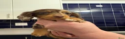Dachshund dogs for sale: Miniature Dachshund puppies  - Advert 16