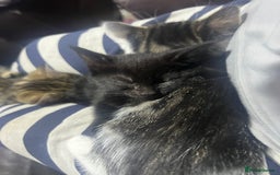 Mixed Breed cats for sale: Friendly kittens  - Image 3