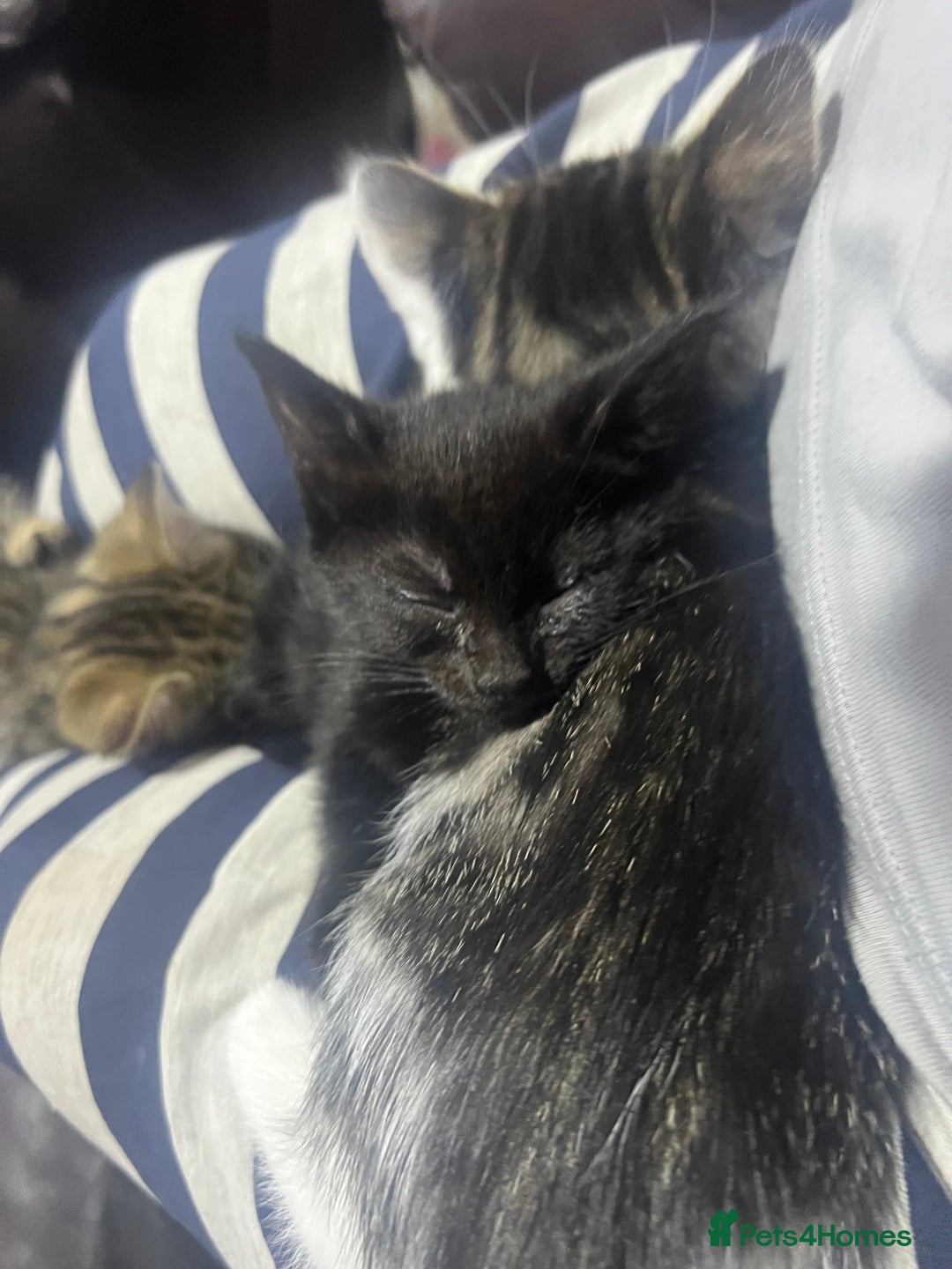 Mixed Breed cats for sale: Friendly kittens  - Image 3
