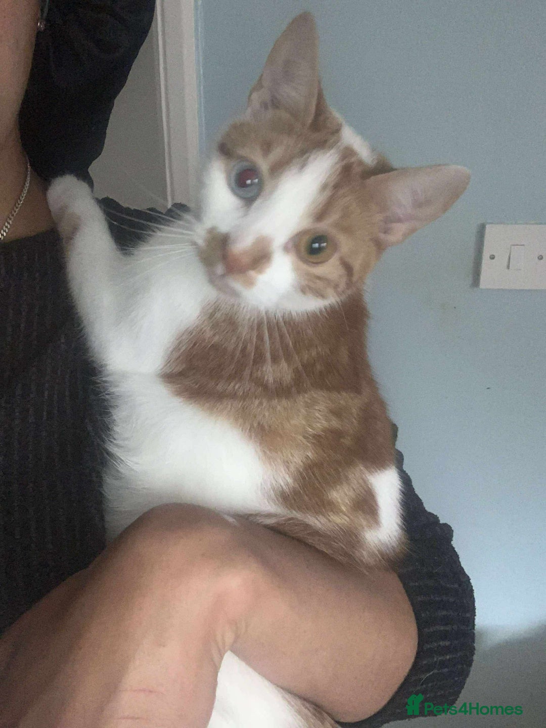 Domestic Shorthair cats for sale: 2 cats - Advert 6