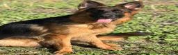 German Shepherd dogs for sale: German Shepherd Female - Advert 5