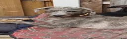Mixed Breed dogs for sale: Bedlington Whippets  in Sheffield - Advert 10