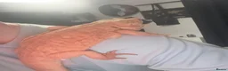 Bearded Dragon reptiles for sale: Bearded dragon looking for new home! - Advert 3