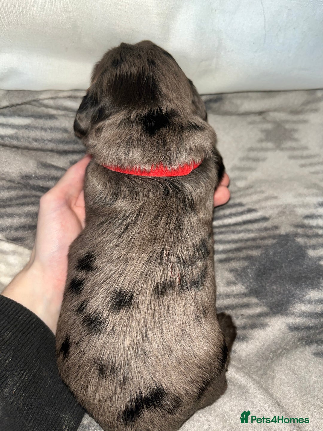 Cockapoo dogs for sale: 💫✨🐶🐾Gorgeous F1B Cockapoos🐾🐶✨💫 - Image 11