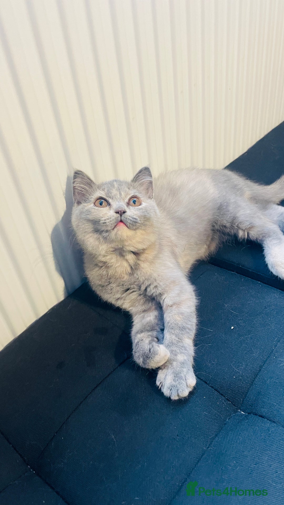Scottish Fold cats for sale: Beautiful litter of Scottish fold  😍 - Advert 18