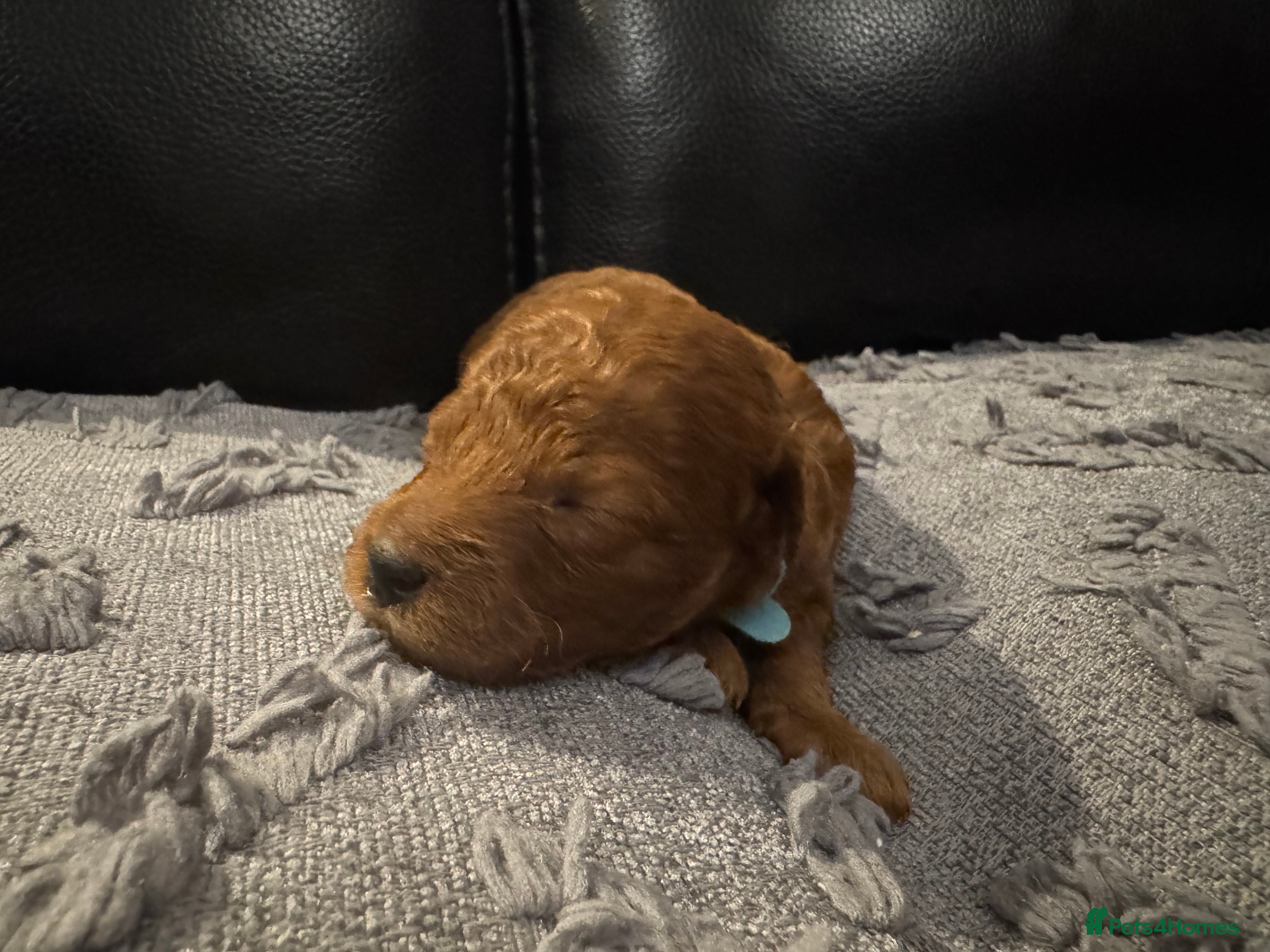 Miniature Poodle dogs Beautiful Red Miniature Poodle Puppies - Advert 2