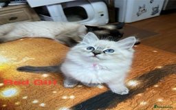 Ragdoll cats for sale: ❗️❤️5 Incredibly Beautiful Ragdoll Kittens❤️🐈  - Image 34