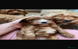 Cavapoo dogs for sale: Merlesque 5⭐️⭐️⭐️⭐️⭐️F1b Cavapoo’s  - Image 11