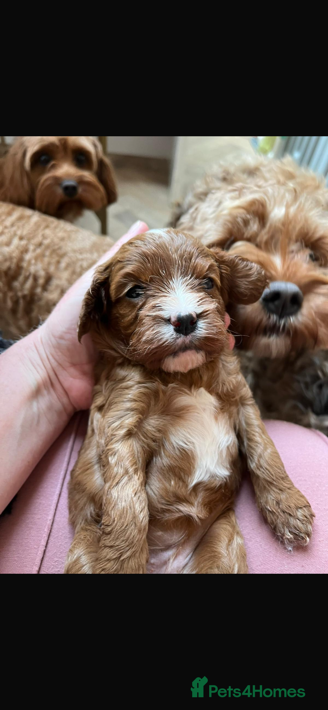 Cavapoo dogs for sale: Merlesque 5⭐️⭐️⭐️⭐️⭐️F1b Cavapoo’s  - Image 11