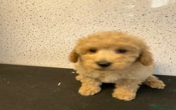 Toy Poodle dogs for sale: Stunning litter of toy poodle puppies  - Image 4