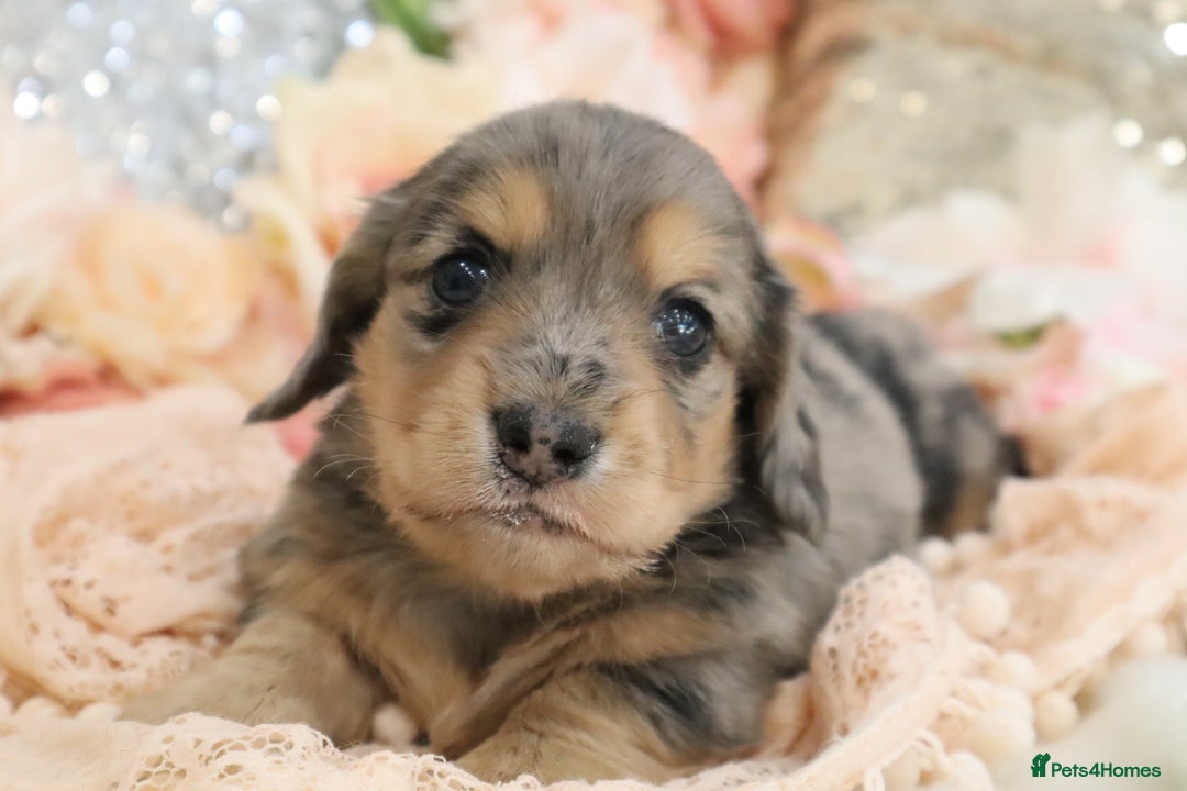 Miniature Dachshund dogs for sale: KC Registered Miniature Dachshund Puppies - Image 16