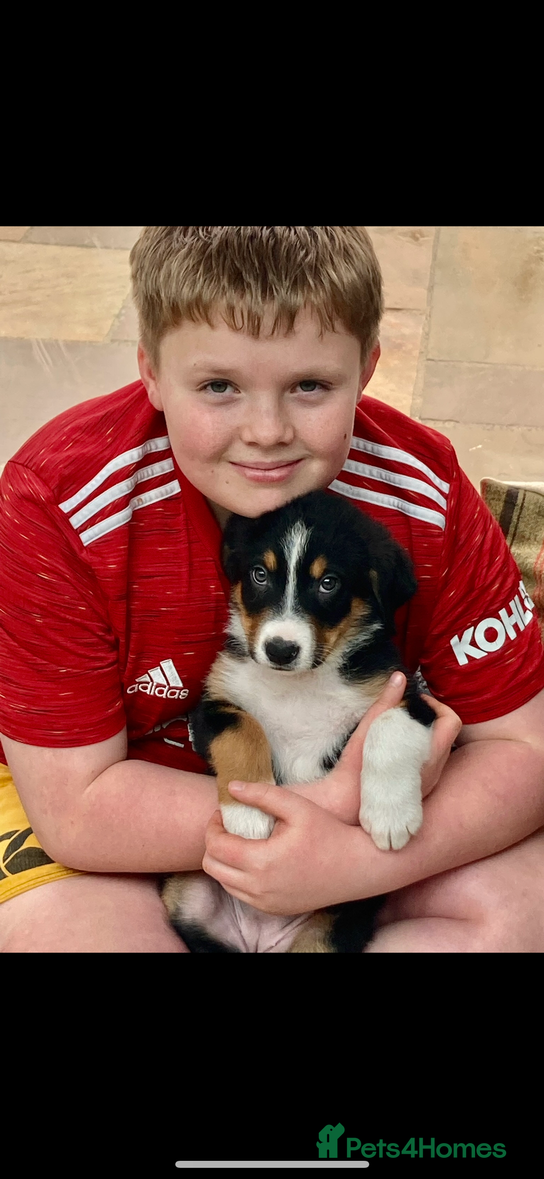 Bernese Mountain Dog dogs for sale: Boys and girls  - Advert 16