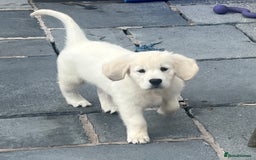 Golden Retriever dogs for sale: Stunning Puppies by Kezdek’s Golden Retrievers - Image 5