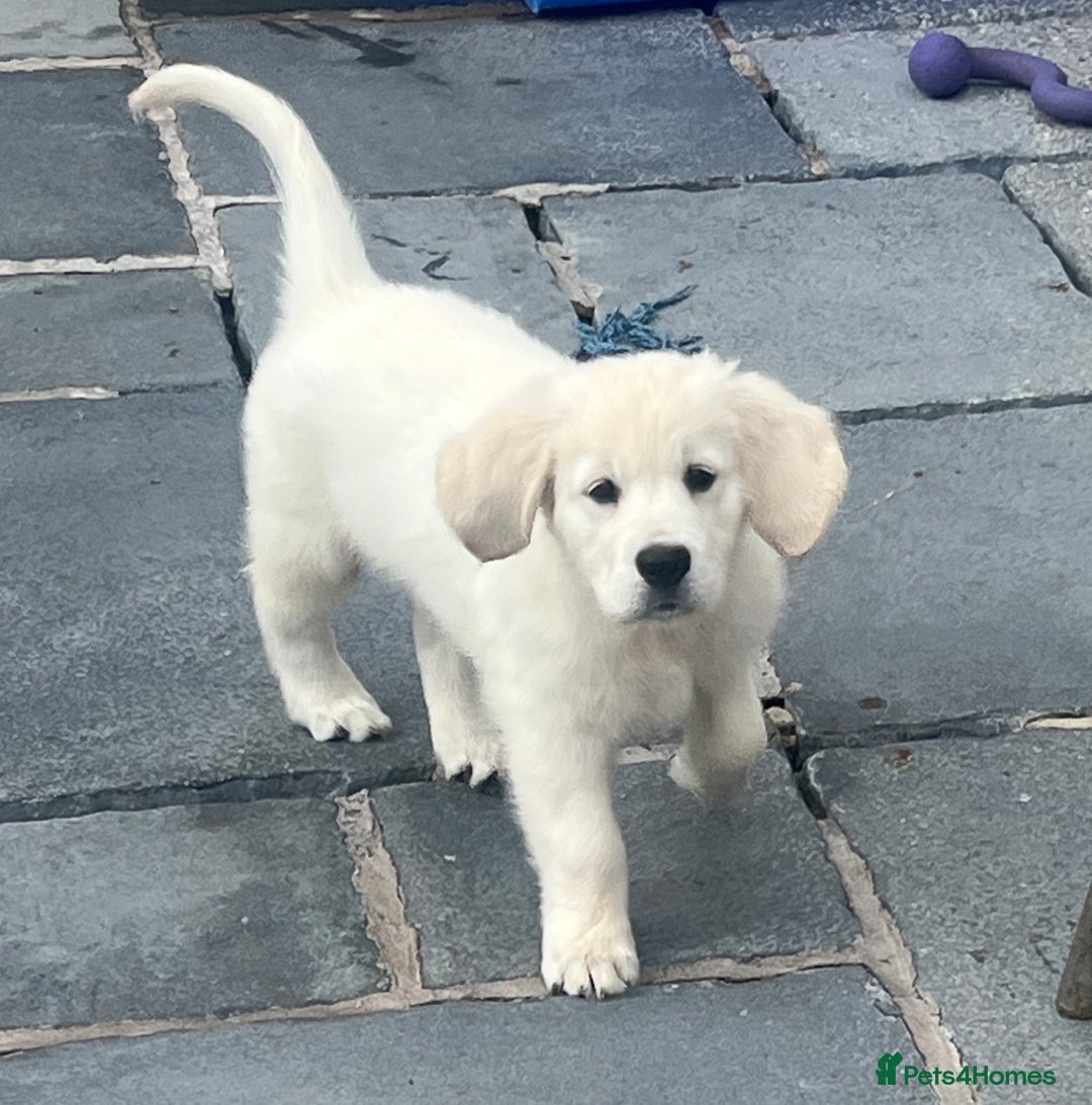 Golden Retriever dogs for sale: Stunning Puppies by Kezdek’s Golden Retrievers - Image 5