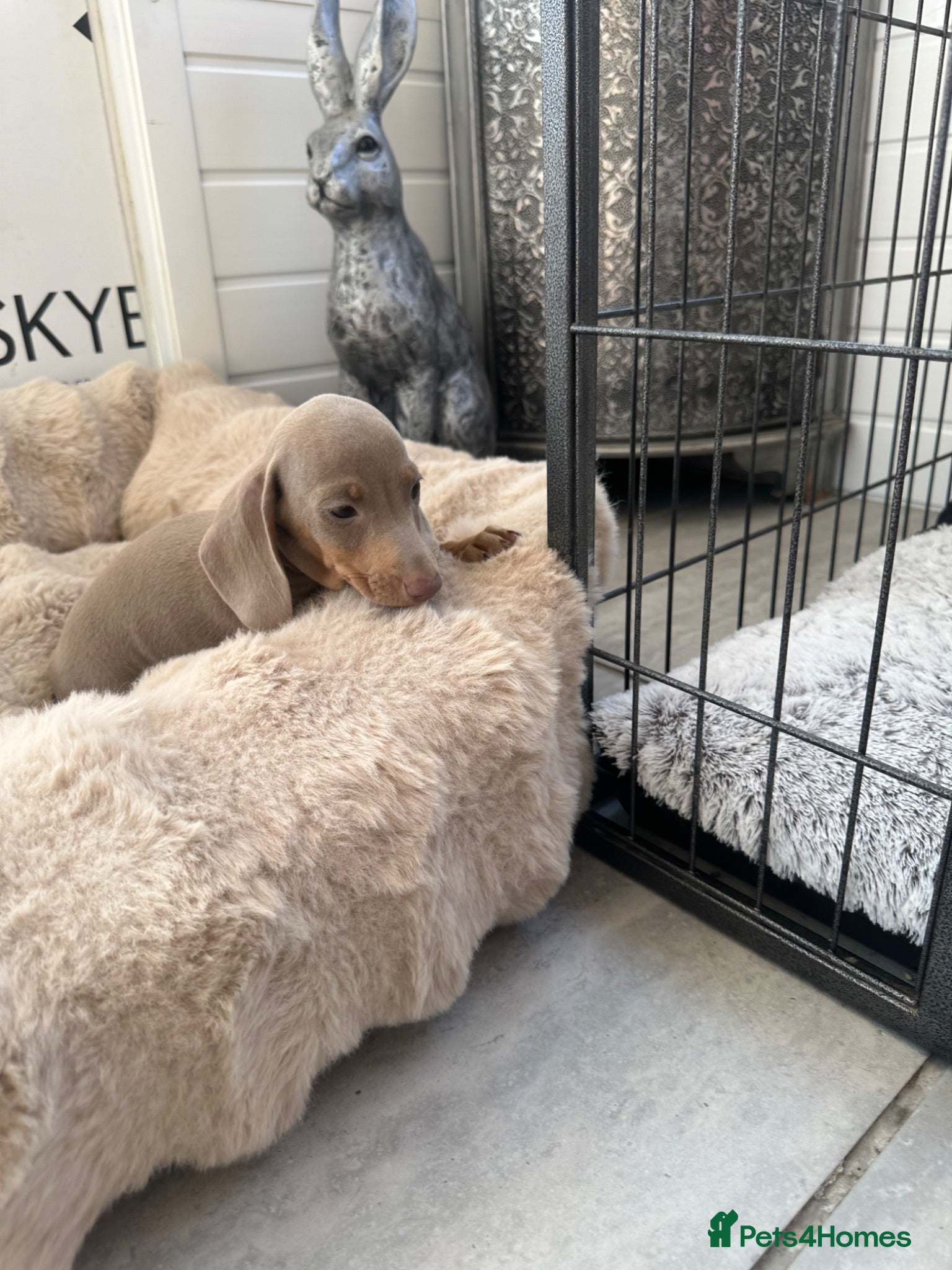 Miniature Dachshund dogs Miniature Dutch hound puppies - Advert 2