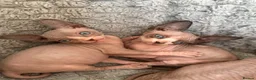 Sphynx cats for sale: 4 beautiful sphynx kittens for sale  - Advert 2