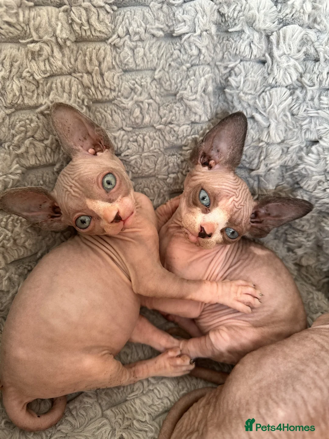 Sphynx cats for sale: 4 beautiful sphynx kittens for sale  - Advert 2