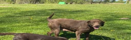 Labrador Retriever dogs for sale: Chocolate kc registered Labrador Fucge - Advert 4