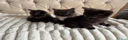 Ragdoll cats for sale: Half ragdoll kittens  - Advert 10