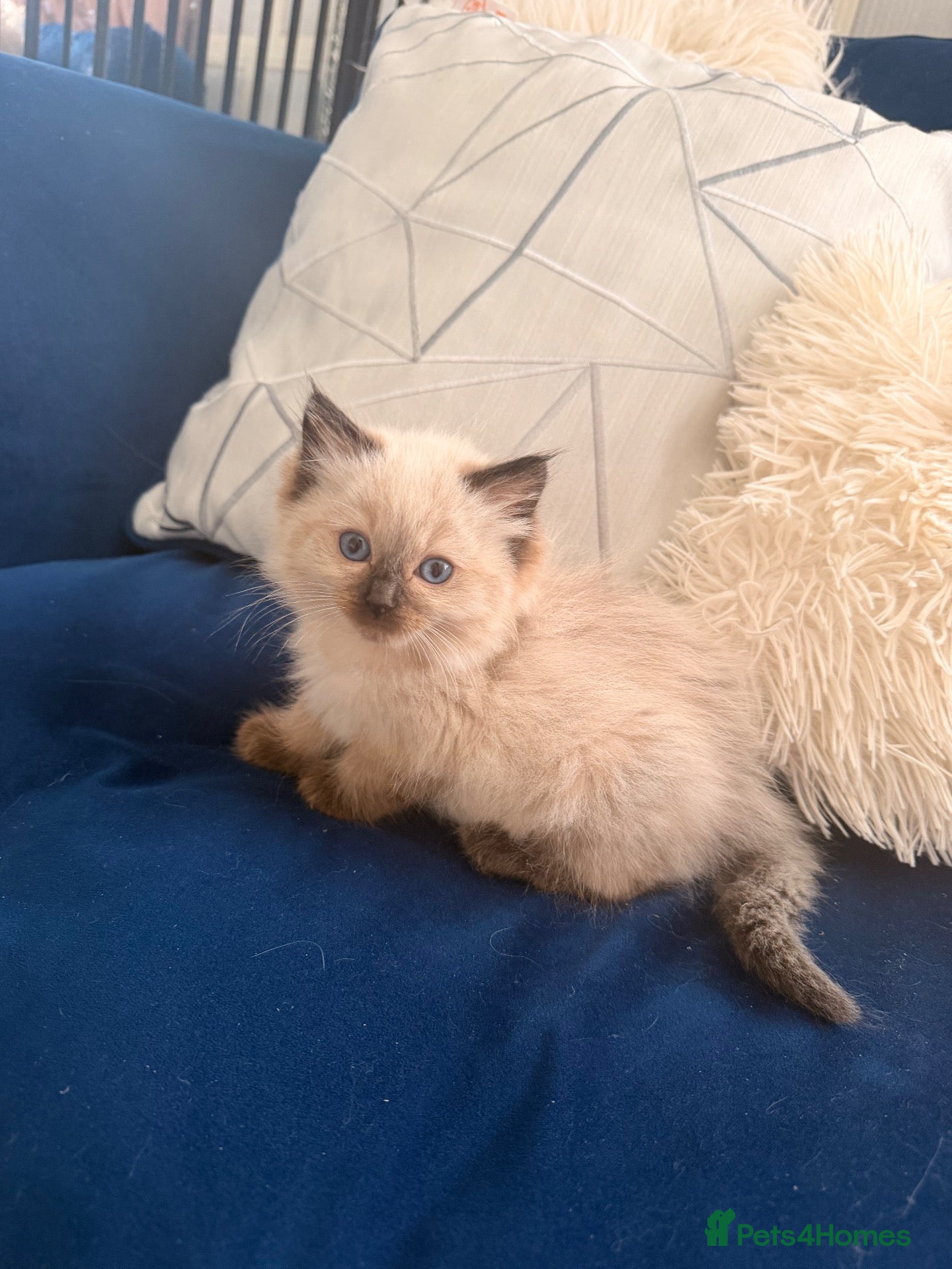 Ragdoll cats 1 girl left Seal bicolour & seal point  ragdolls  - Advert 6