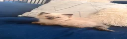 Ragdoll cats for sale: 1 girl left Seal point ragdoll - Advert 7