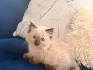 Ragdoll cats 1 girl left Seal bicolour & seal point ragdolls - Advert 6
