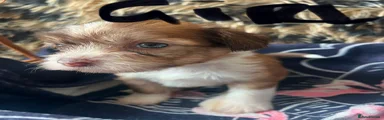 Chinese Crested 1