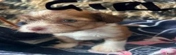 Chinese Crested dogs for sale: chinese crested for sale  - Advert 7