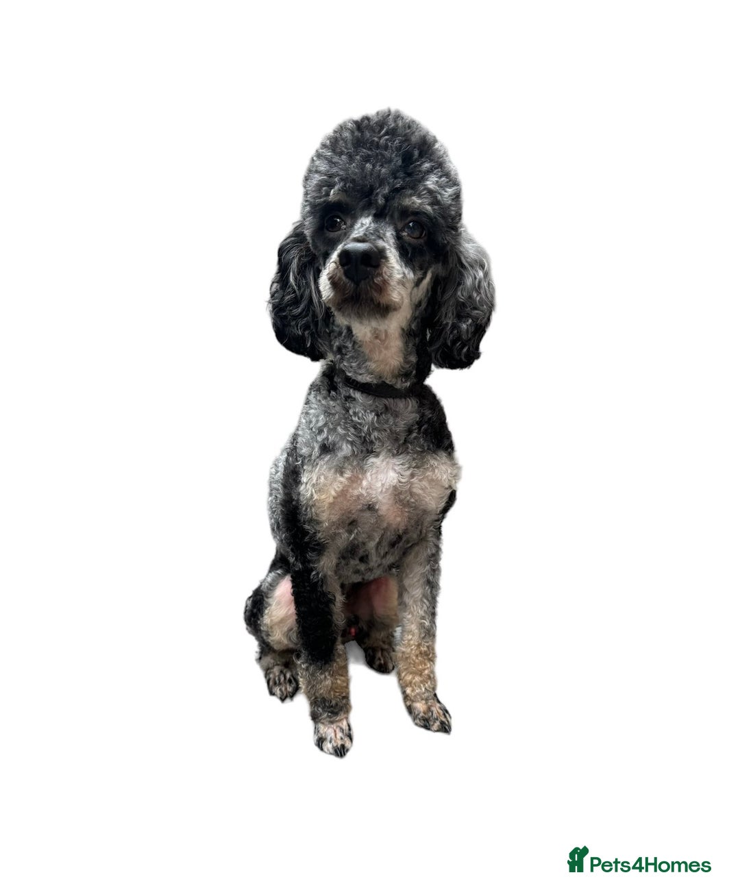 Cavapoo dogs for sale: Beautiful toy cavapoos  - Advert 17