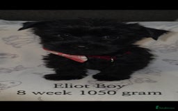 Yorkshire Terrier dogs for sale: Yorkshire Terrier Puppies Ready Now - Image 10