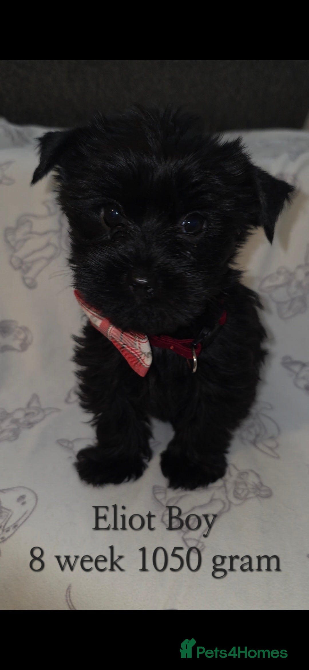 Yorkshire Terrier dogs for sale: Yorkshire Terrier Puppies Ready Now - Image 10