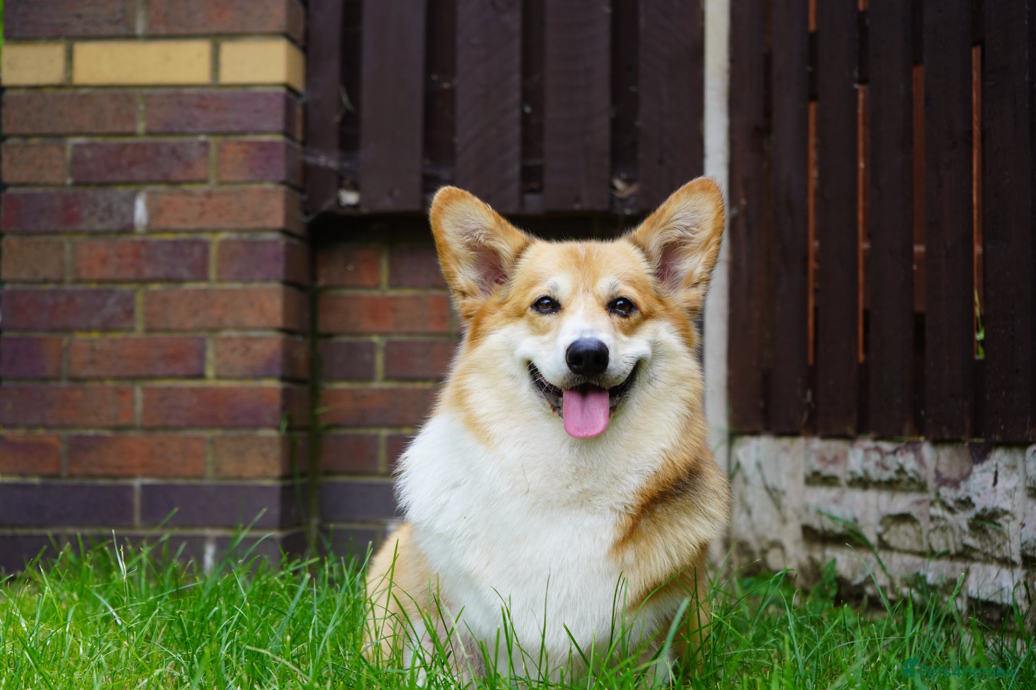 Welsh Corgi Pembroke dogs Welsh Corgi (Pembroke) - Advert 1