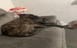 Mixed Breed dogs for sale: Cane corso cross boxer - Image 5